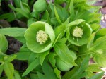 Helleborus viridis