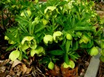 Helleborus odorus