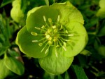 Helleborus odorus