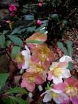Helleborus niger ‘Jacob’ with Camellia x ‘Winter’s Joy’