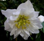 Helleborus niger ‘Double&nbsp;Fantasy’