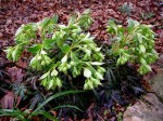 Helleborus foetidus Cresson