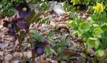 Helleborus x ‘Blue Lady’ & Helleborus&nbsp;odorus