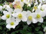 Helleborus niger ‘Jacob’ Skagit&nbsp;photo