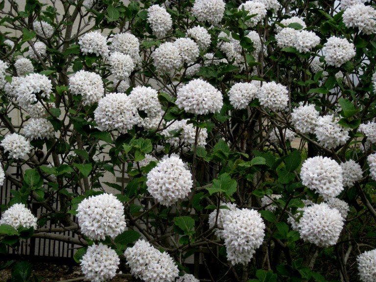 ‘Cayuga’ Koreanspice viburnum CAROLYN'S SHADE GARDENS