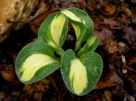 Hosta ‘Mouse Trap’