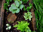 mouse ears hosta in stone&nbsp;trough