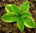 Hosta ‘Pixie Vamp’