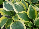 Hosta ‘Liberty’
