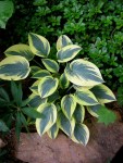 Hosta ‘First Frost’