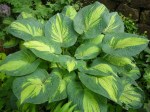 Hosta ‘Great Expectations’