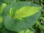 Hosta ‘Great Expectations’