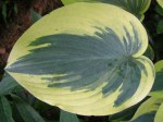 Hosta ‘First Frost’