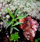 Hosta ‘Itsy Bitsy&nbsp;Spider’