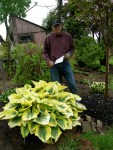 Hosta ‘Liberty’