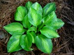 Hosta ‘Little Sunspot’