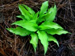 Hosta ‘Twist of&nbsp;Lime’