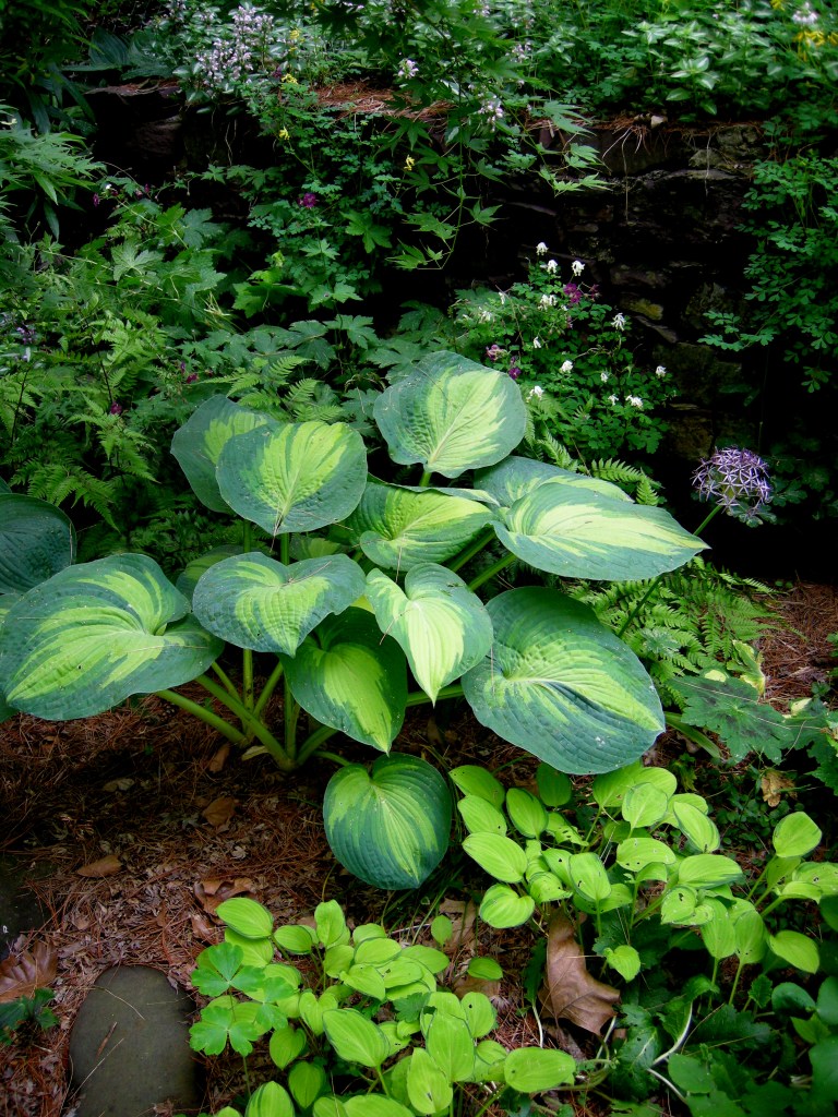 what is the plant rue Rue Herb Plant | Two Live Plants | Non-GMO