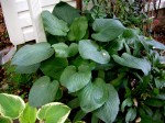 Hosta ‘Fried Green&nbsp;Tomatoes’