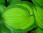 Hosta ‘Paradigm’