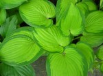 Hosta ‘Paradigm’