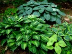 Hosta ‘Stirptease’