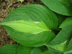 Hosta ‘Striptease’