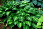 Hosta ‘Striptease’