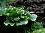 Hosta ‘Sagae’