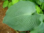 Hosta ‘Blue Angel’