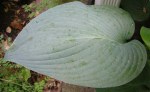 Hosta ‘Fried Green&nbsp;Tomatoes’