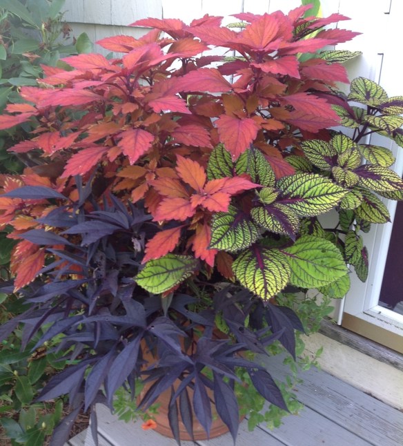 coleus fish net stoc coleus 'Fishnet Stockings'
