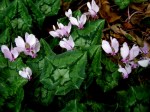 Cyclamen hederifolium