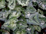Cyclamen hederifolium