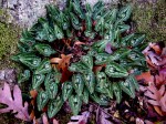 Cyclamen hederifolium
