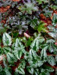 Heuchera villosa ‘Bronze Wave’ & Cyclamen&nbsp;hederifolium