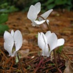 Cyclamen hederifolium ‘Album’