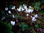 Cyclamen hederifolium ‘Album’