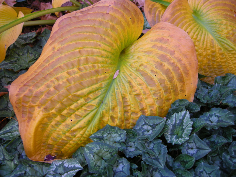 Fall-blooming Hardy Cyclamen