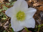 Helleborus niger ‘Josef&nbsp;Lemper’