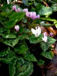 Cyclamen hederifolium ‘Album’