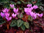 Cyclamen heferifolium