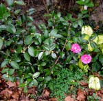 Camellia x ‘Winter’s Joy’