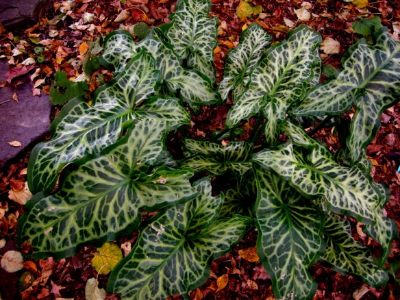 Italian arum | CAROLYN'S SHADE GARDENS