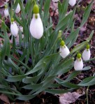 Galanthus gracilis