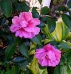 Camellia x ‘Winter’s Joy’