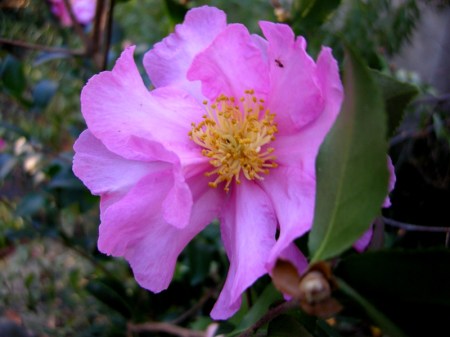 Camellia x 'Long Island Pink'
