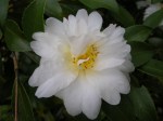 Camellia x ‘Snow&nbsp;Flurry’