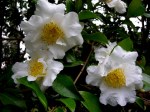 Camellia x (Ackerman&nbsp;seedling)
