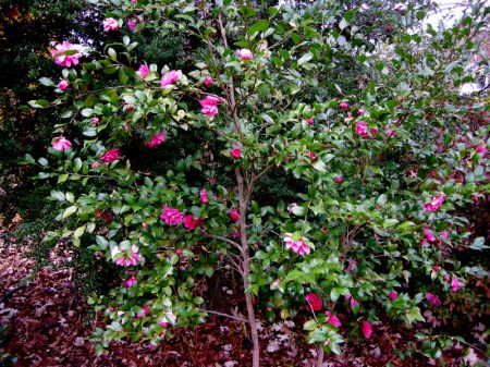Camellia x 'Autumn Spirit'